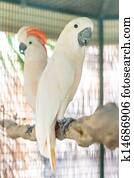 Moluccan cockatoo