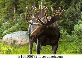 Moose Moose