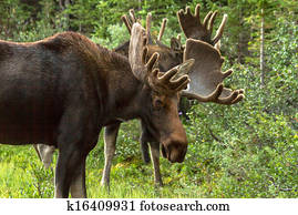 Moose Moose