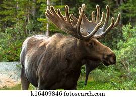 Moose Moose