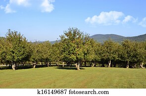 Mountain Apple Orchard Mountain Apple Orchard