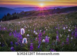Mountain wildflowers backlit by sunset Mountain wildflowers backlit by sunset