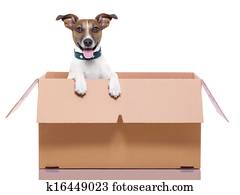 moving box dog moving box dog