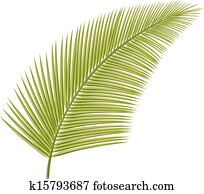 palm leaf (leaf of palm tree) palm leaf (leaf of palm tree)