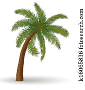 palm tree palm tree