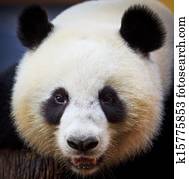 Panda bear Panda bear
