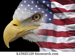Patriotic eagle portrait Patriotic eagle portrait