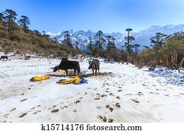Phedang view point at Kanchenjunga National Park