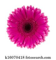 Pink daisy flower isolated Pink daisy flower isolated