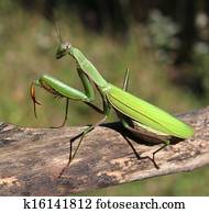 Praying Mantis Praying Mantis