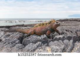 Red male marine Galapagos iguana