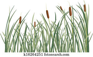 Reed and green grass background Reed and green grass background