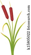 reeds reeds
