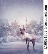 Reindeer Reindeer