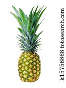 ripe whole pineapple isolated on white background ripe whole pineapple isolated on white background
