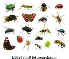 Set of insects Set of insects