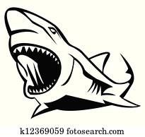 shark shark