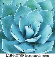 Sharp pointed agave plant leaves