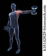 Shoulder workout Shoulder workout