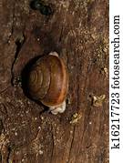 snails on Timber snails on Timber