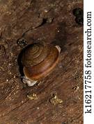 snails on Timber snails on Timber