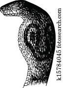 snake snake
