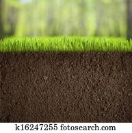 soil under grass in forest
