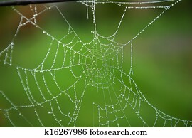 Spider Web Spider Web