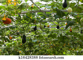 Squash In Vegetable Garden Squash In Vegetable Garden