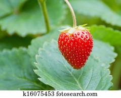 Strawberry Strawberry