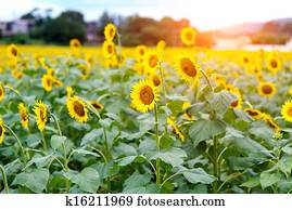 Sunflower Sunflower