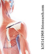 The female muscle system The female muscle system