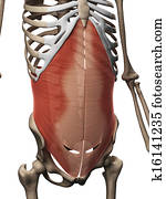 The transversus abdominis muscle The transversus abdominis muscle
