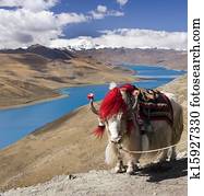 Yak Photos | Our Top 1000+ Yak Images | Fotosearch