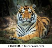tiger