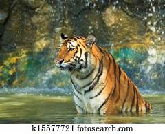 tiger tiger