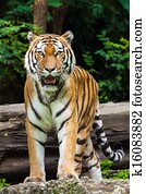 Tiger Tiger