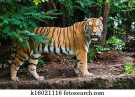 Tiger Tiger