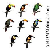 Toucan Varieties
