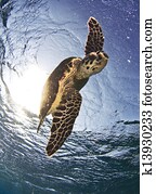 turtle turtle