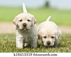 two puppies brothers two puppies brothers