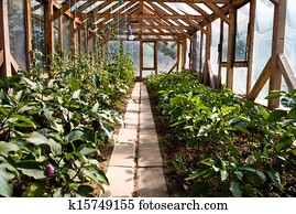 vegetable garden vegetable garden
