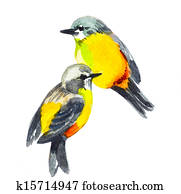 watercolor drawing of cute bird watercolor drawing of cute bird