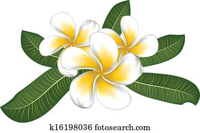 White plumeria with leaves White plumeria with leaves