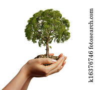 Woman's hands holding soil with a tree. Woman's hands holding soil with a tree.