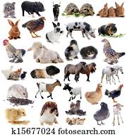 בעלי חיים של חוה