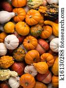 דלועים, רקע