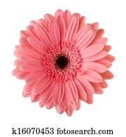 חיננית ורודה, פרוח, הפרד, בלבן