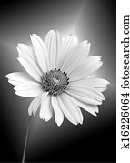 חיננית לבנה, ב, שחור