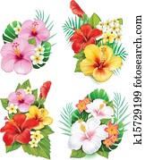 סידור, מ, היביסקוס, פרחים